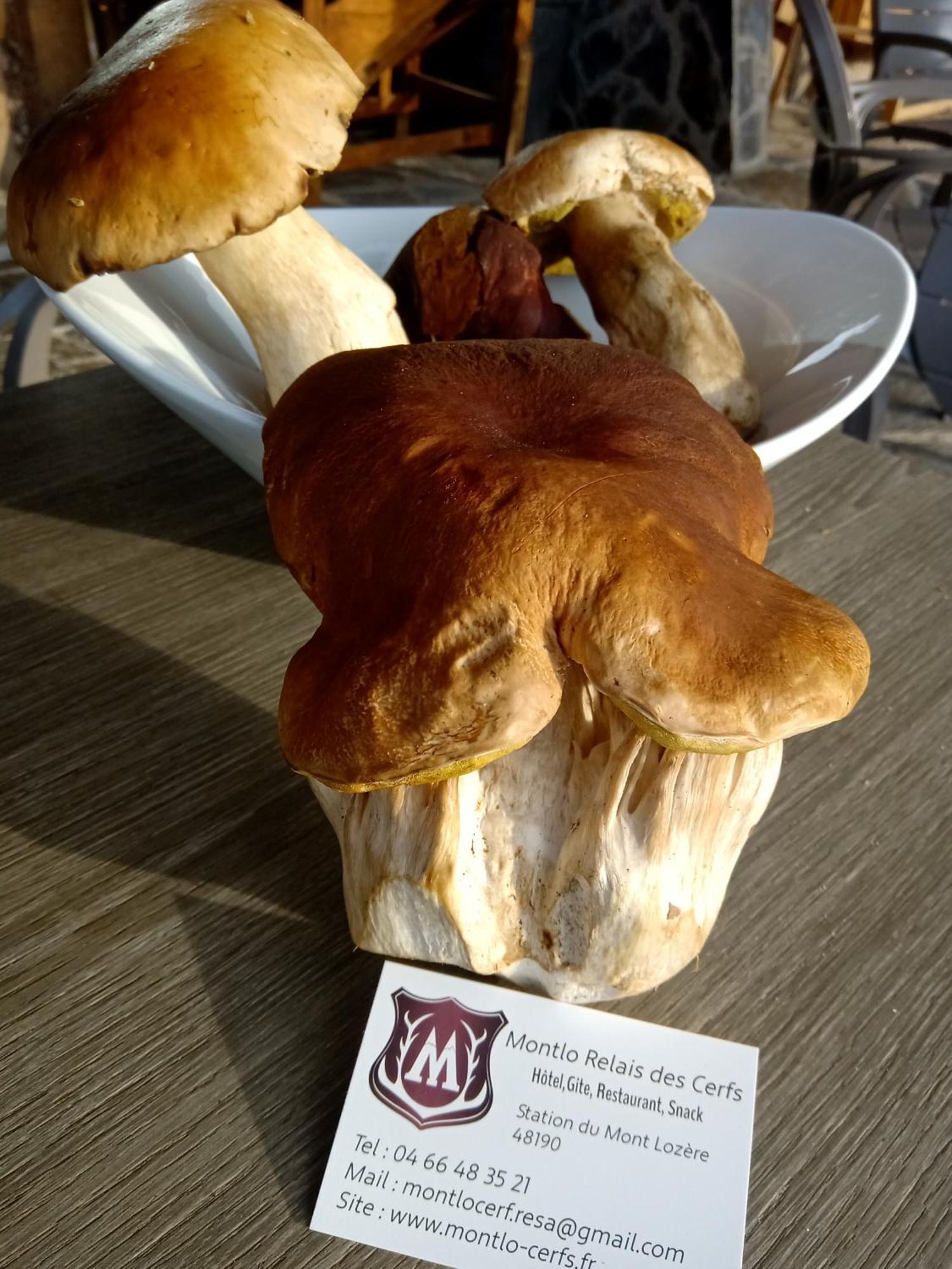 فندق Montlo Relais Des Cerfs Cubieres المظهر الخارجي الصورة